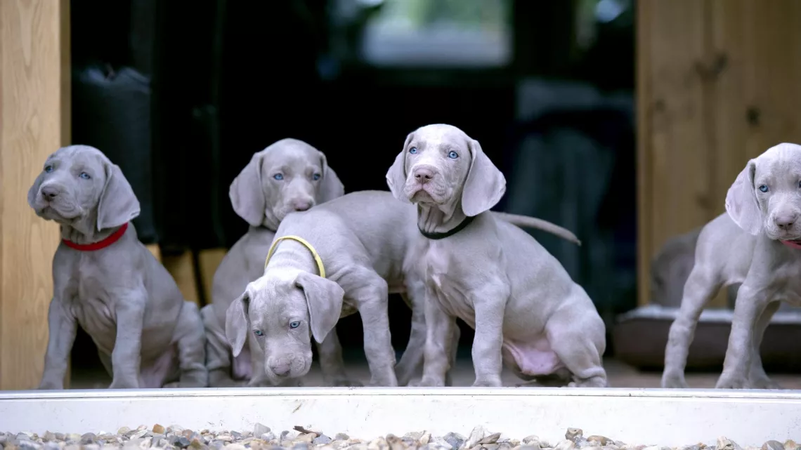 UNE VIE DE CHIOT, NOUVELLE GENERATION