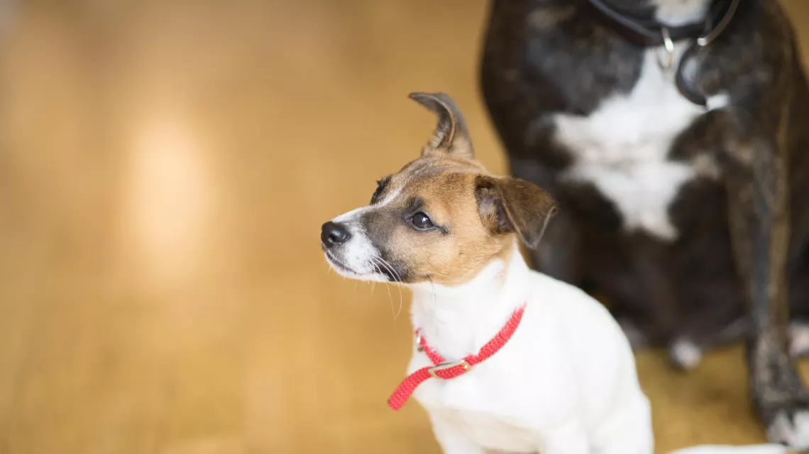 UNE VIE DE CHIOT, NOUVELLE GENERATION