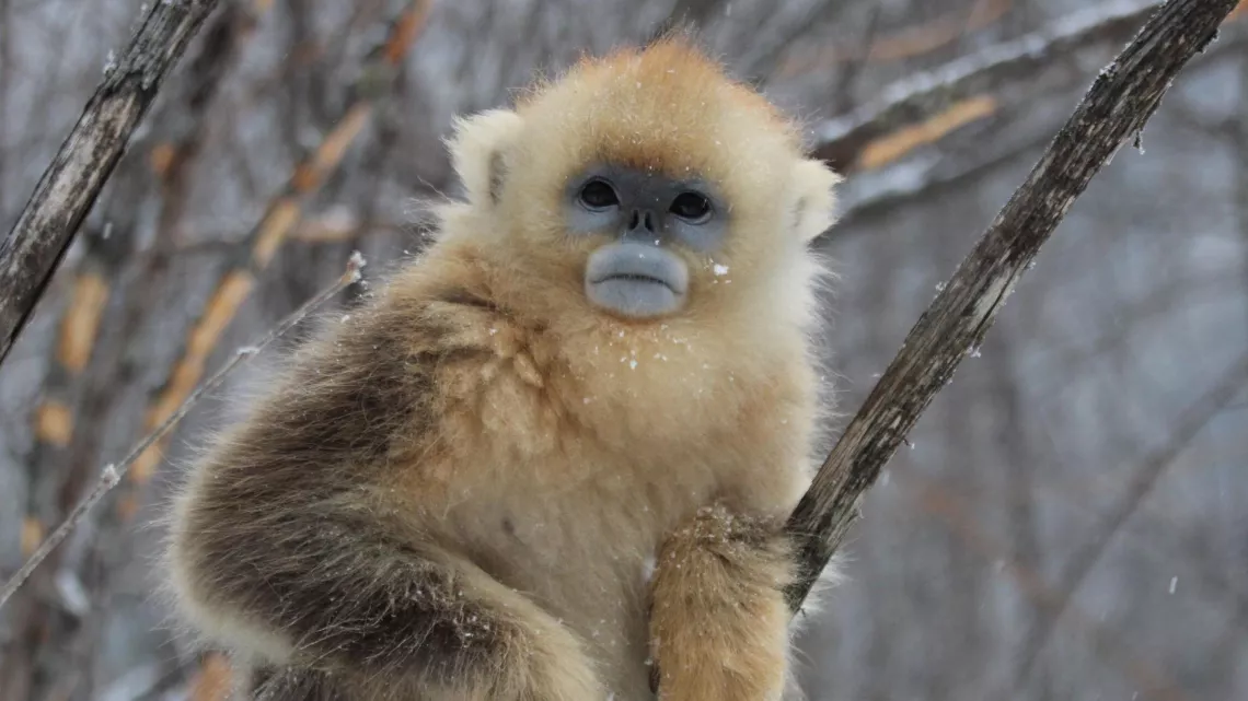 L'ODYSSÉE DES PRIMATES