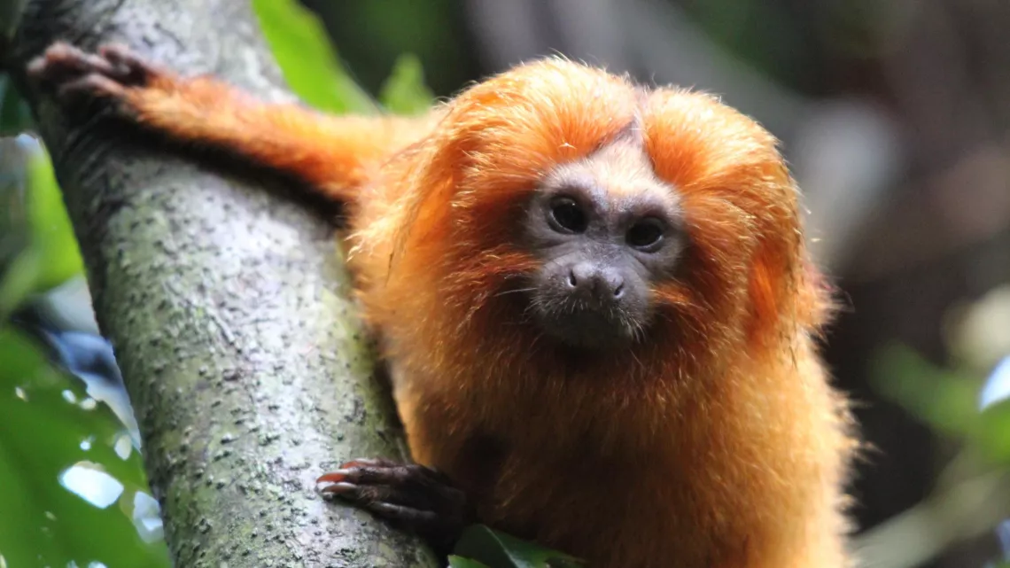 L'ODYSSÉE DES PRIMATES