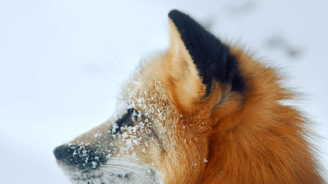 L'ODYSSÉE DES CHIENS