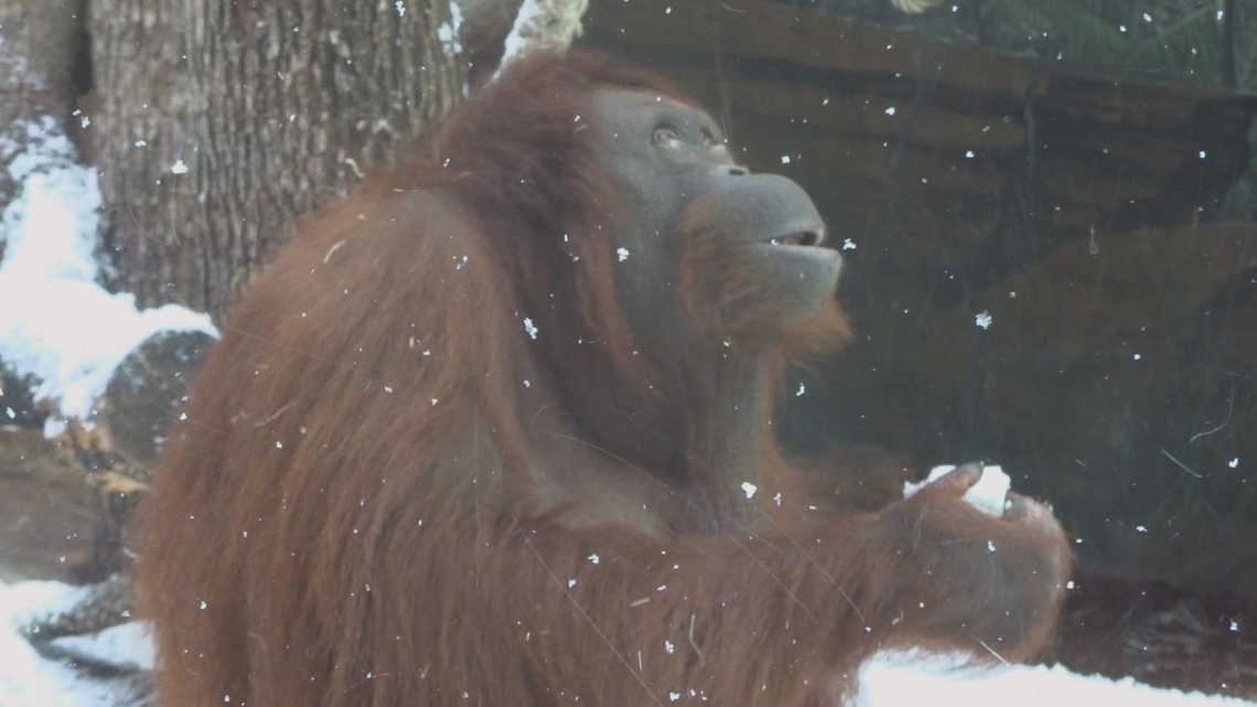 orang-outan sous la neige