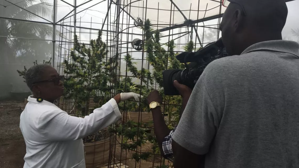 Caraïbes : le cannabis médical à la Jamaïque