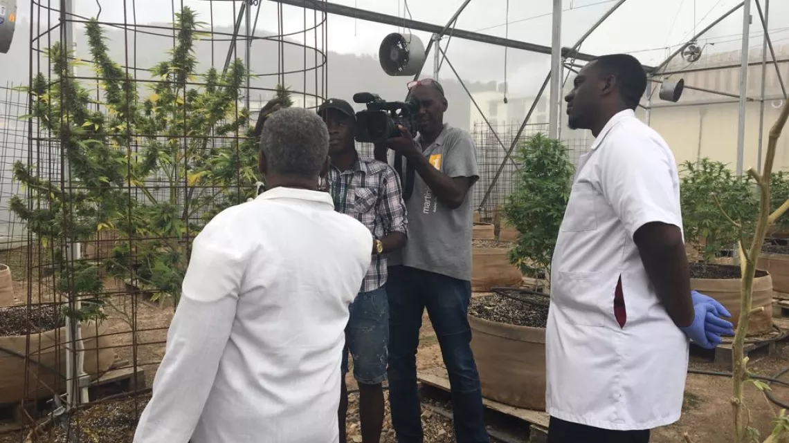 Magazine Caraïbes : le cannabis médical à la Jamaïque