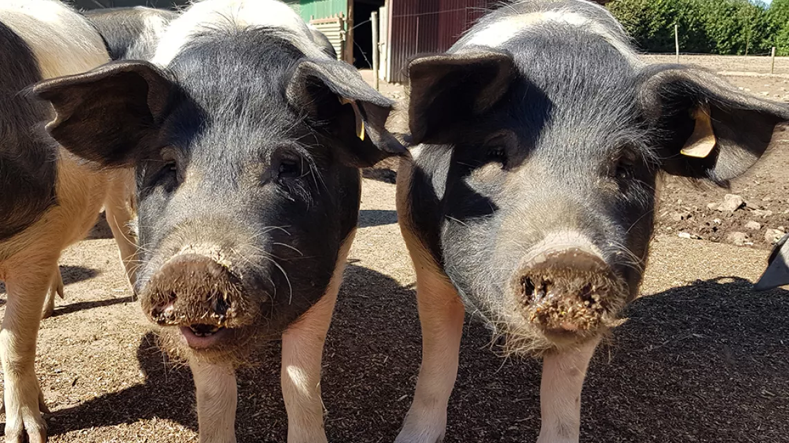 Un couple de cochons cul noir