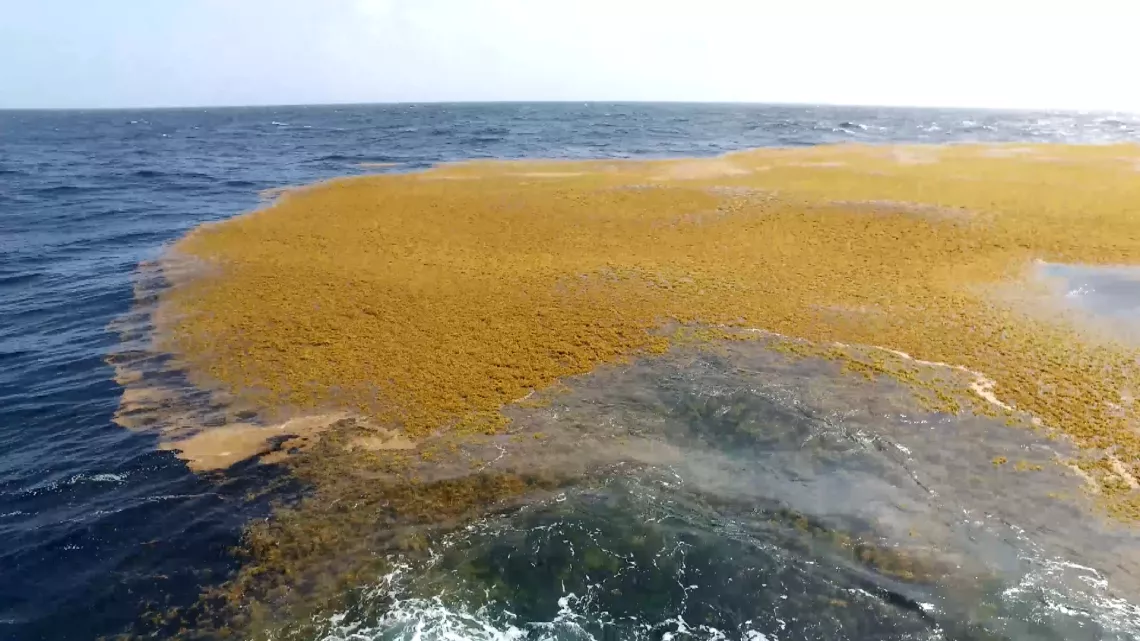 Algues sargasses en Martinique