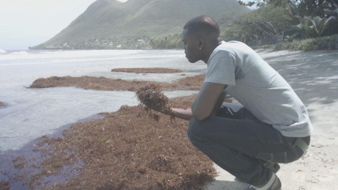 Algues Sargasses en Martinique