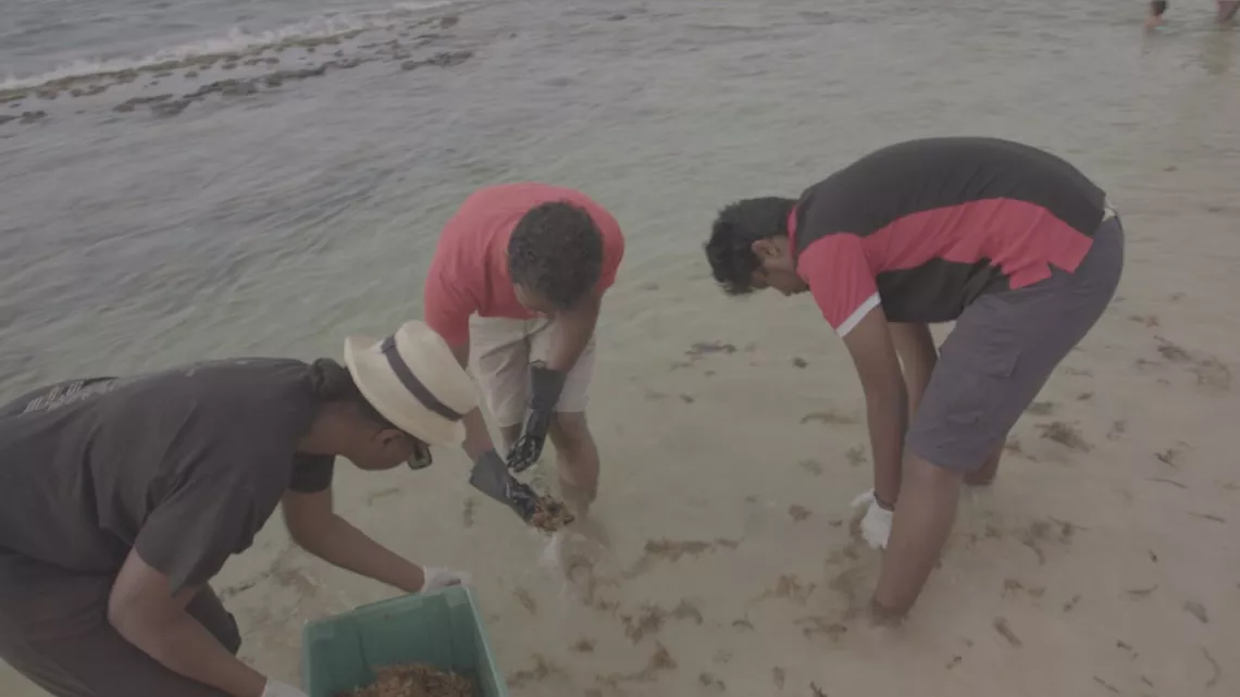 Algues Sargasses en Martinique