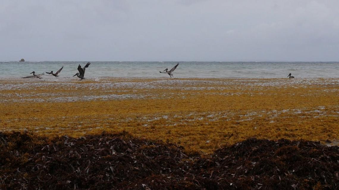 Algues Sargasses en Martinique