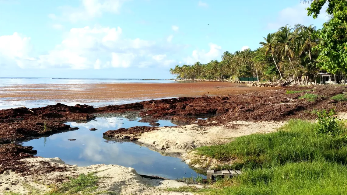Algues Sargasses en Martinique
