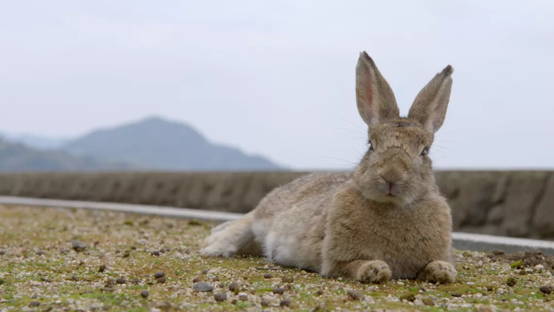 Lapin
