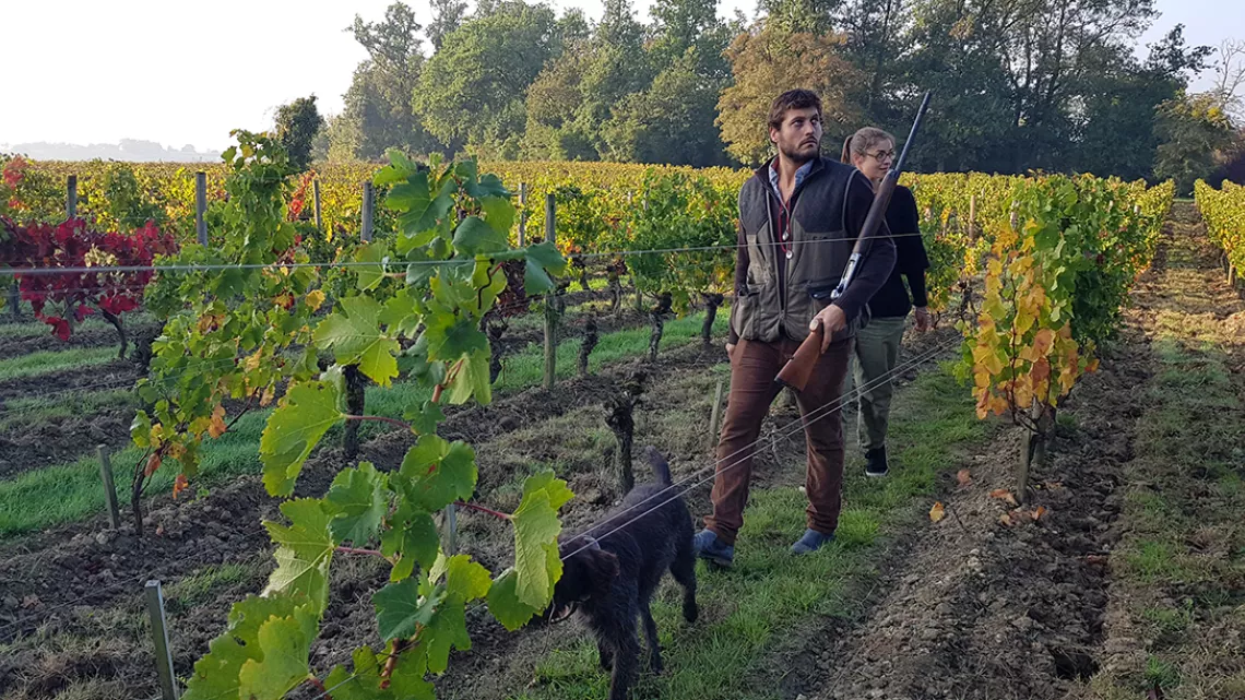 Chasse à la grive dans les vignes