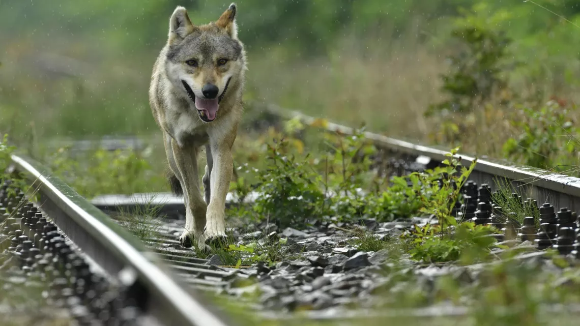 L'ODYSSÉE DU LOUP