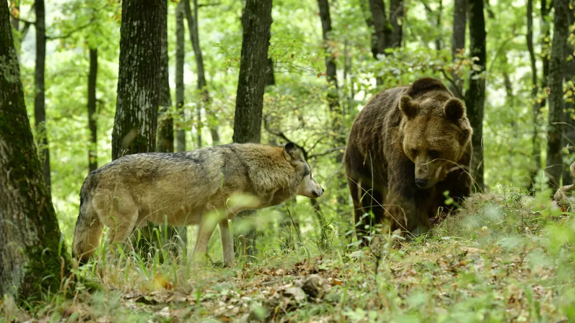 L'ODYSSÉE DU LOUP