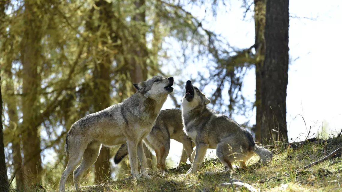 L'ODYSSÉE DU LOUP