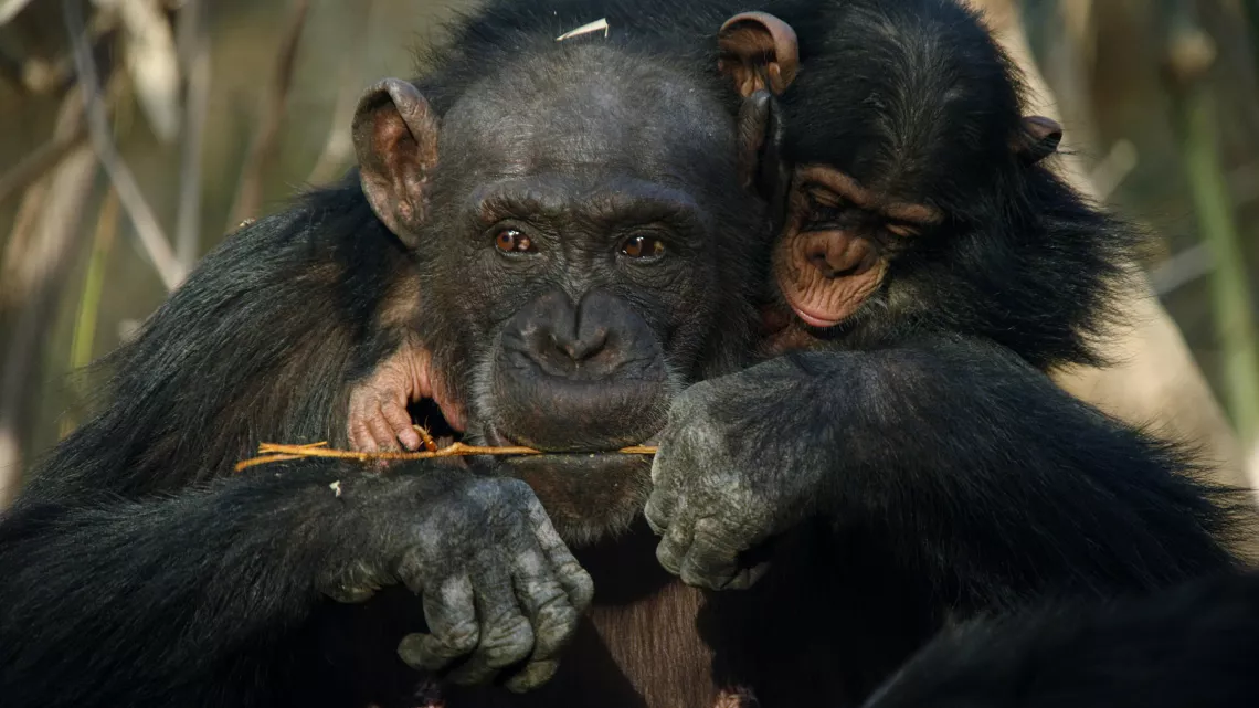 DYNASTIES