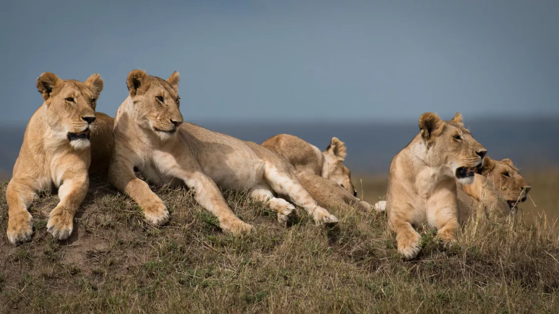 LE CLAN DES LIONNES
