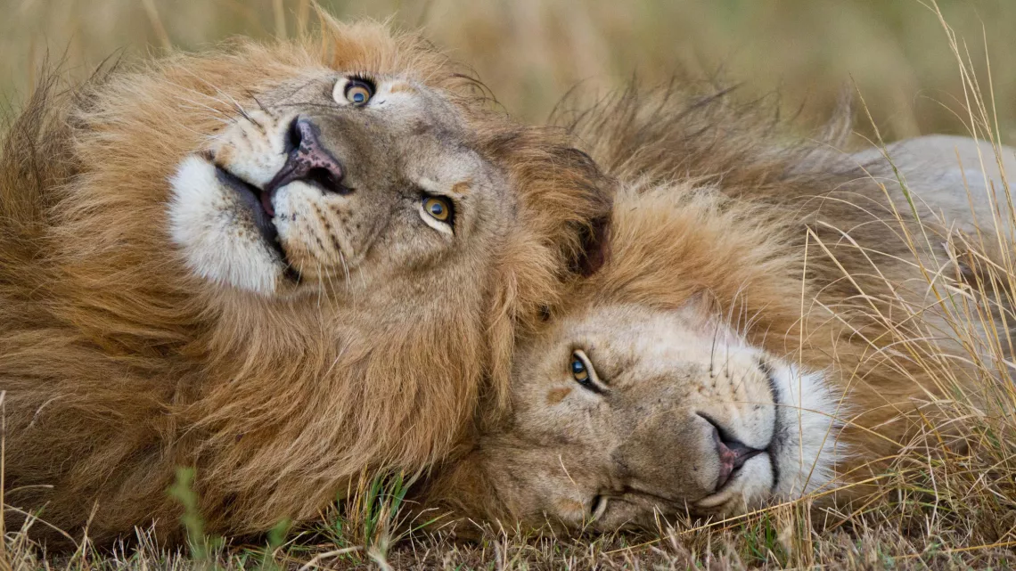 LE CLAN DES LIONNES