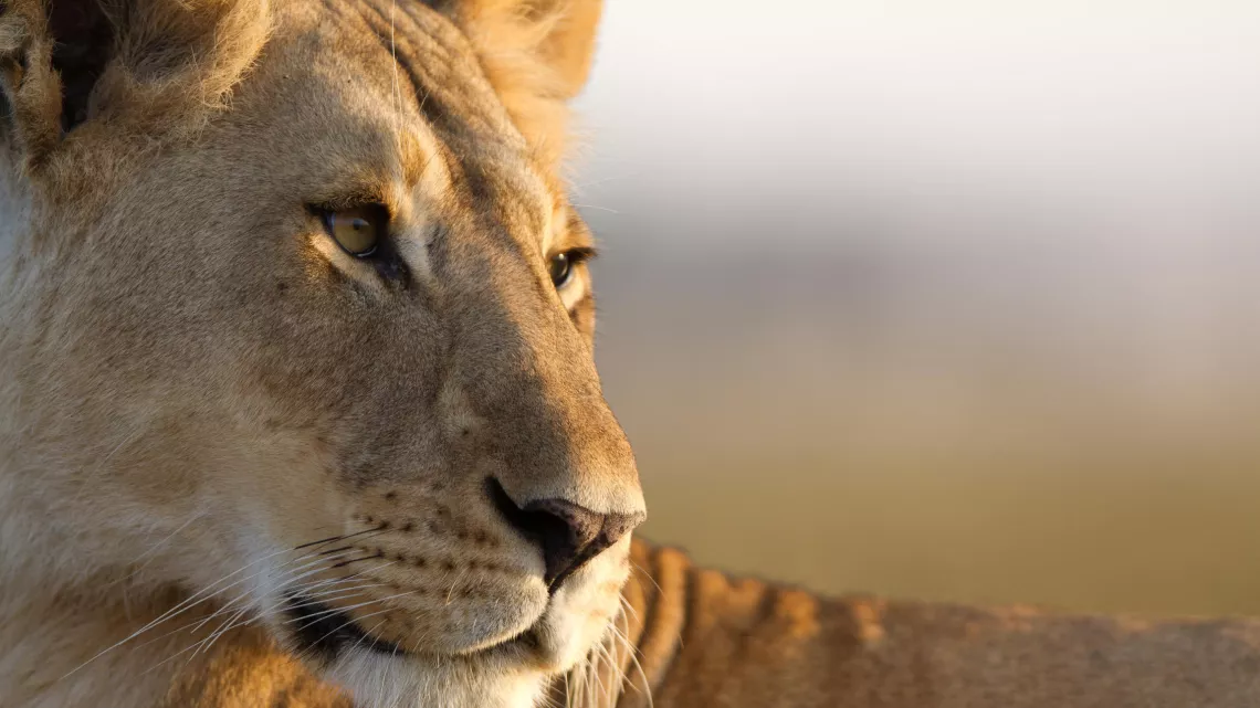 LE CLAN DES LIONNES