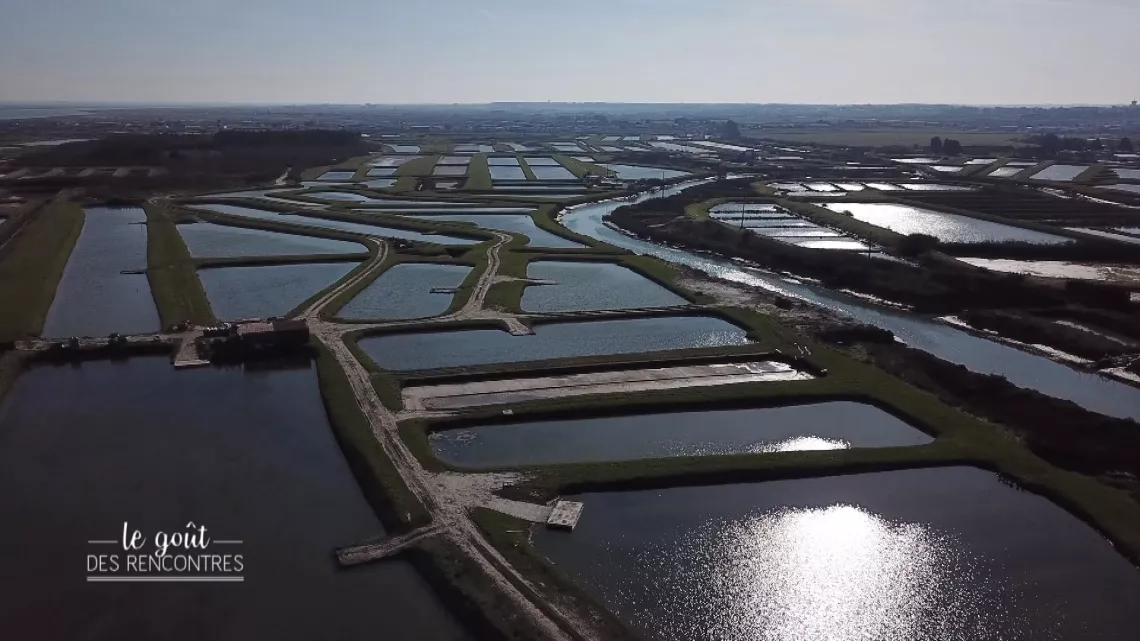 Vue aérienne des parcs à huîtres