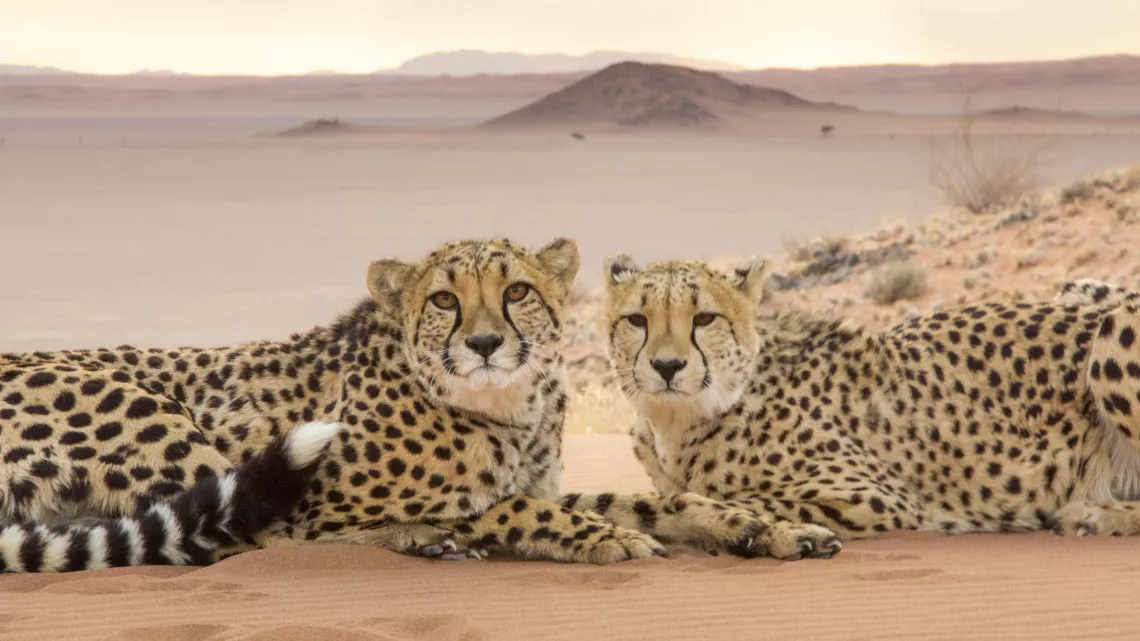 BIG CATS