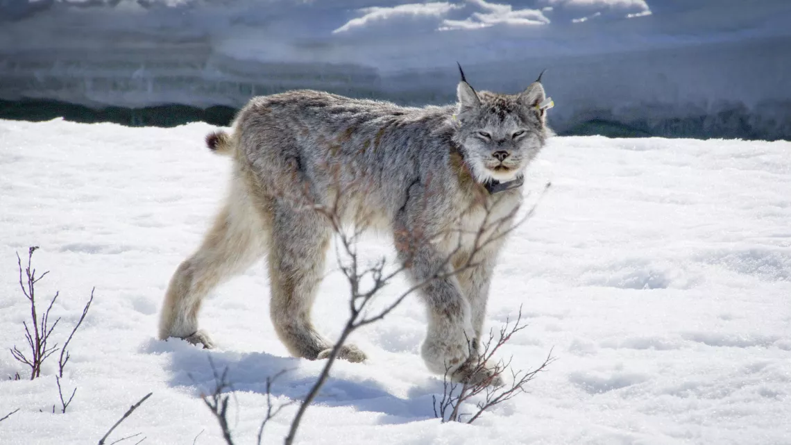 BIG CATS