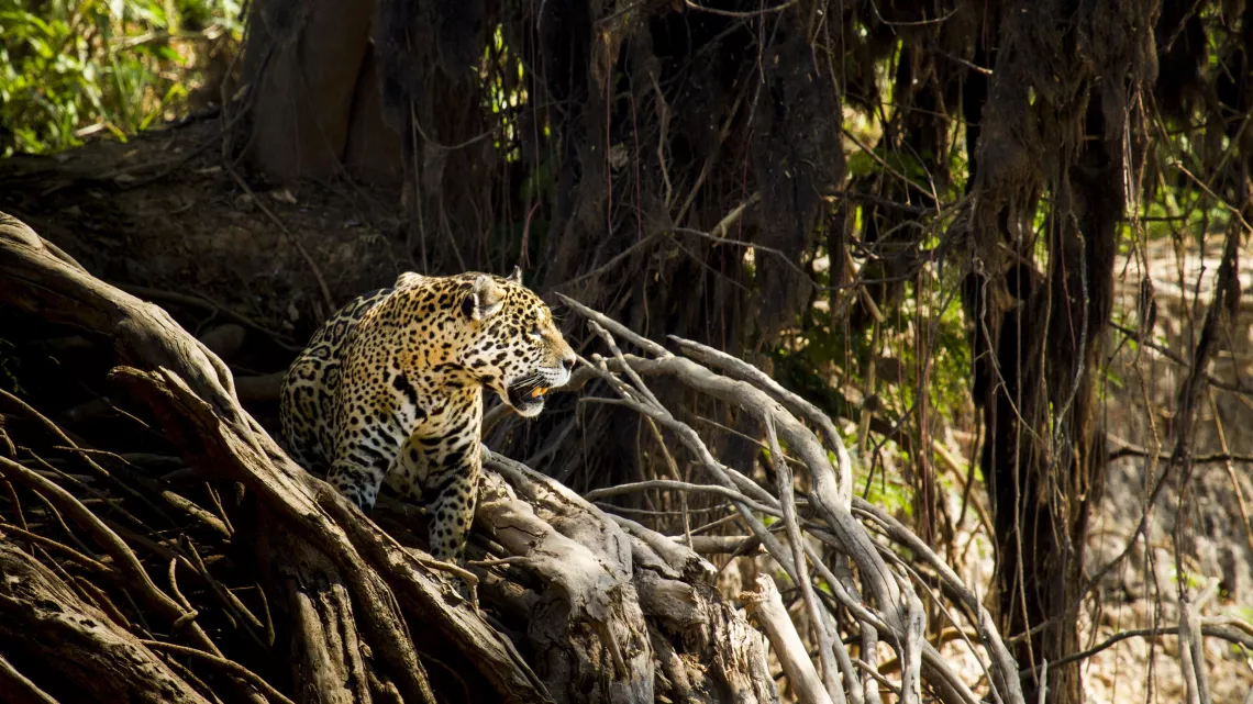 BIG CATS