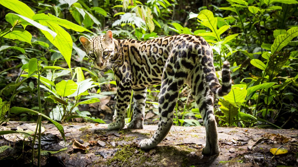 BIG CATS