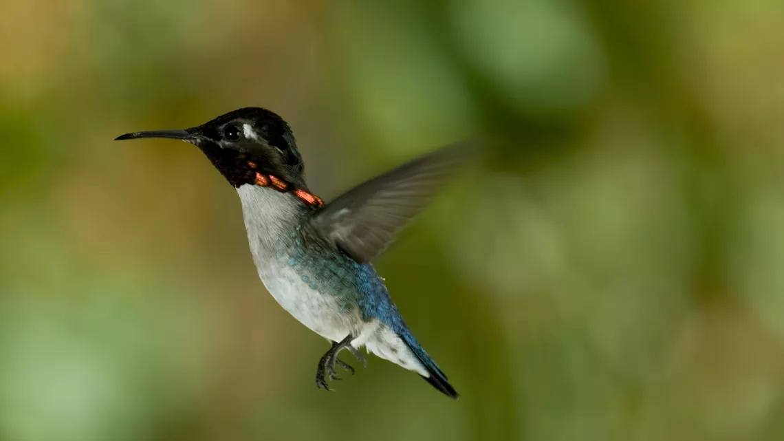 CUBA, RÉVOLUTION SAUVAGE