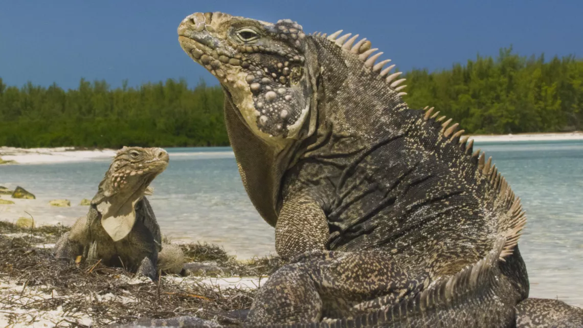 CUBA, RÉVOLUTION SAUVAGE
