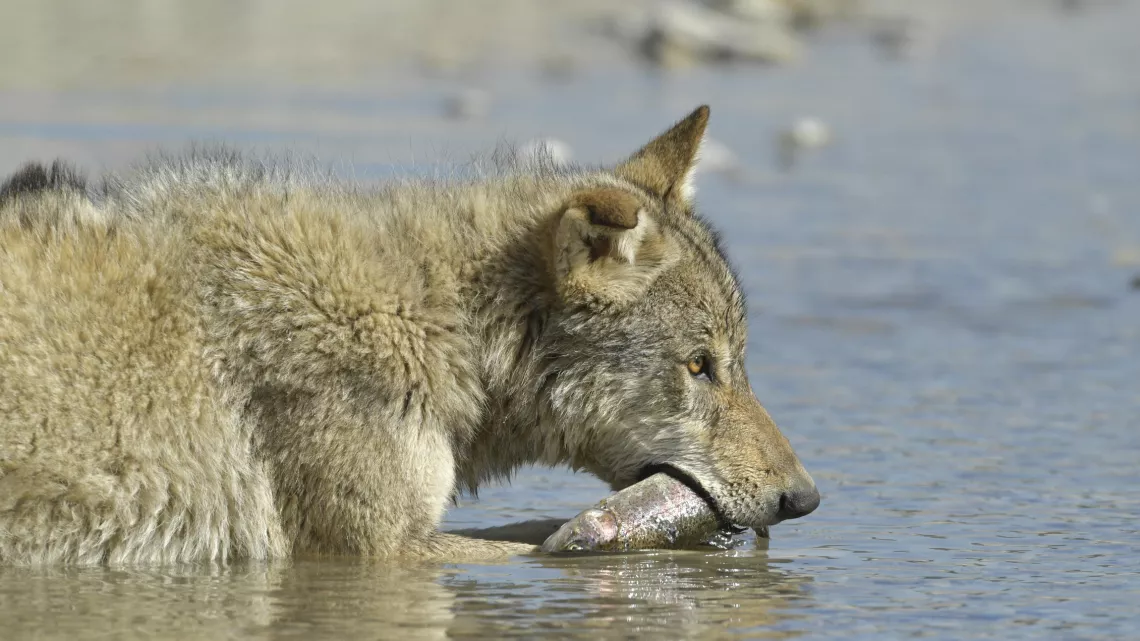ODYSSÉE DU LOUP