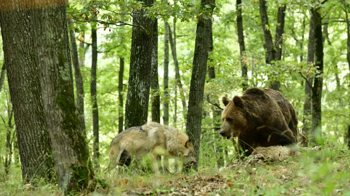 ODYSSÉE DU LOUP