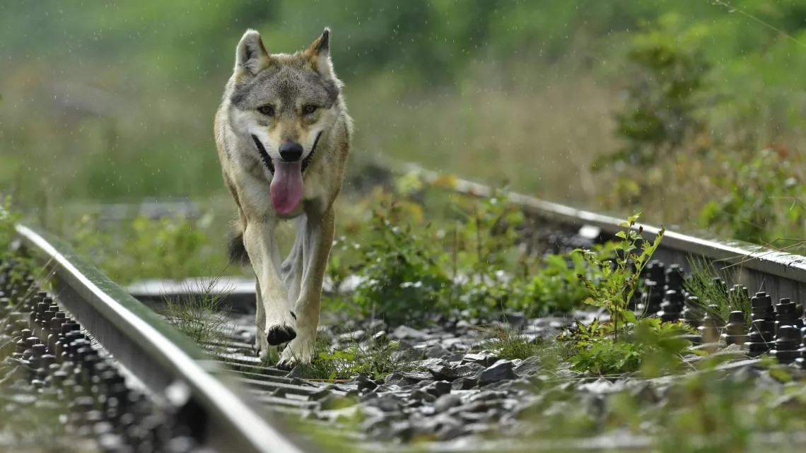 ODYSSÉE DU LOUP