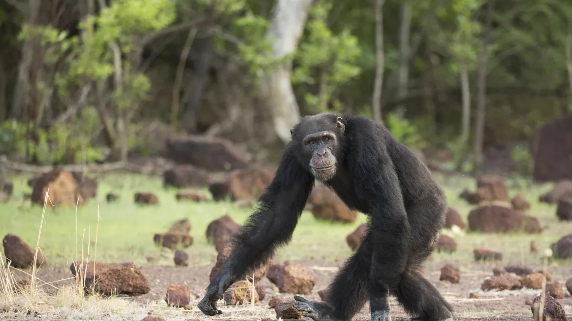 CHIMPANZÉS, LE COMBAT DES CHEFS