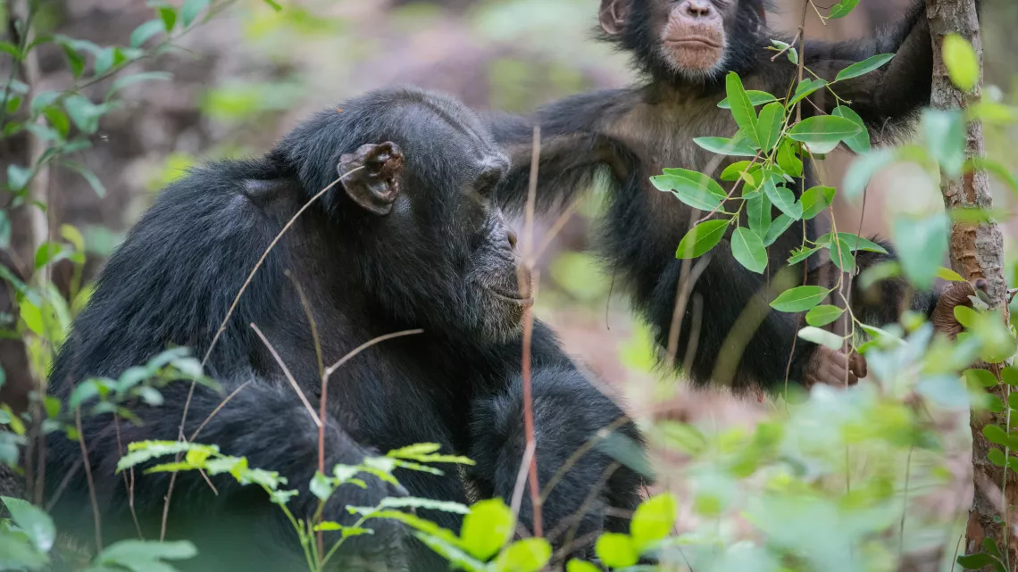 CHIMPANZÉS, LE COMBAT DES CHEFS
