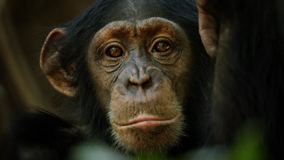 CHIMPANZÉS, LE COMBAT DES CHEFS