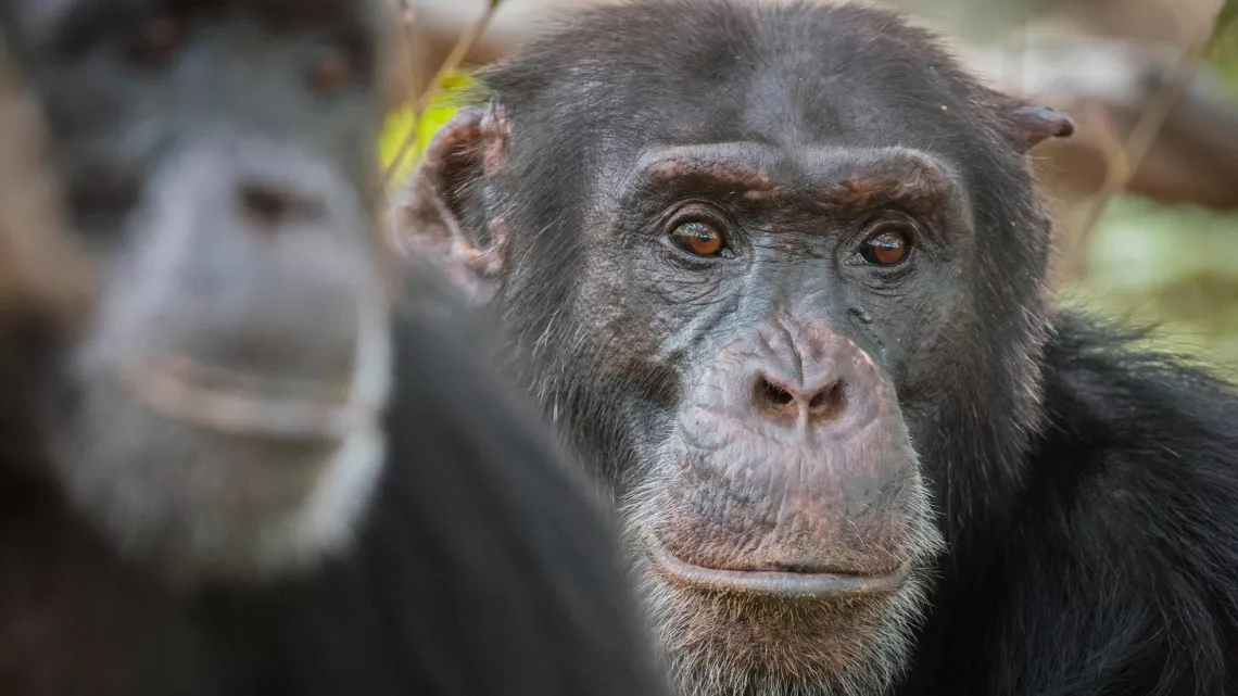 CHIMPANZÉS, LE COMBAT DES CHEFS