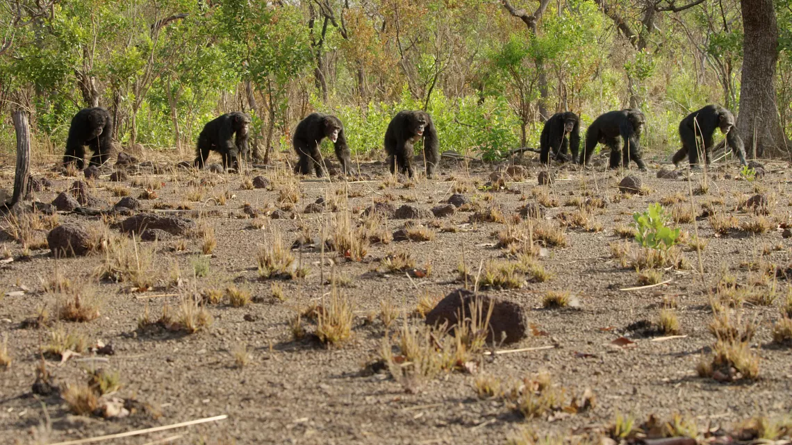 CHIMPANZÉS, LE COMBAT DES CHEFS