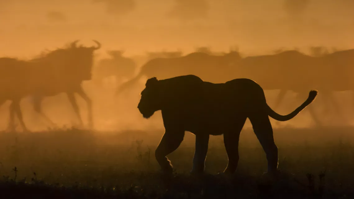 LE CLAN DES LIONNES