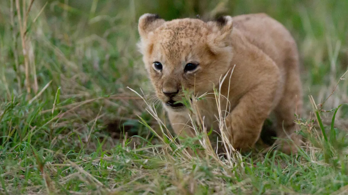 LE CLAN DES LIONNES
