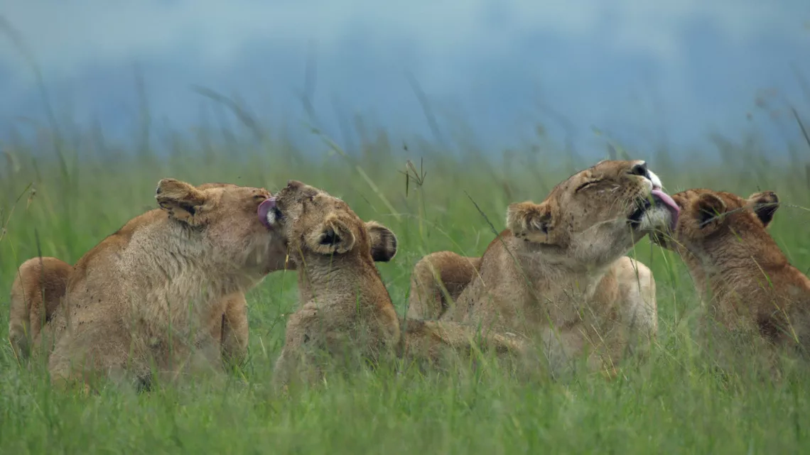 LE CLAN DES LIONNES