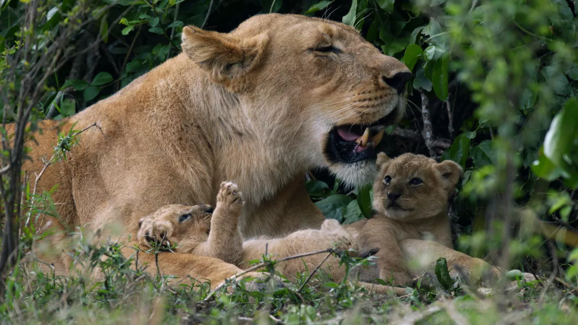 LE CLAN DES LIONNES