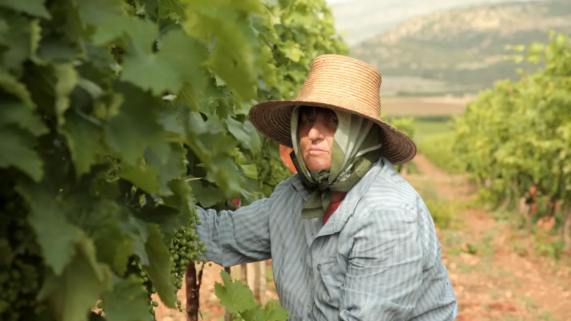 Vignes