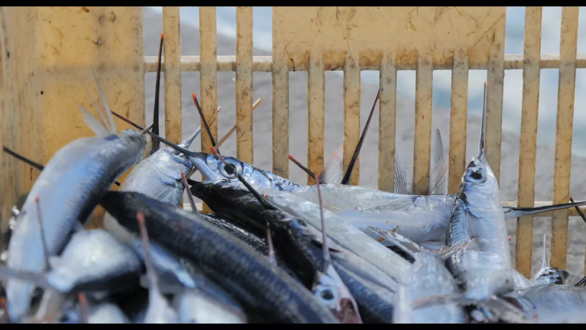 Côté Mer : de la mer à l’assiette