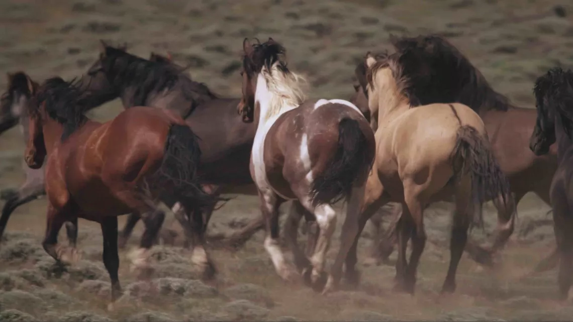 les chevaux du nouveau monde