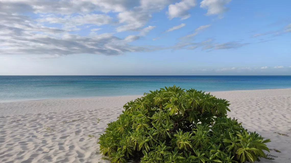 ECHAPPEES BELLES - NOUVELLE-CALEDONIE