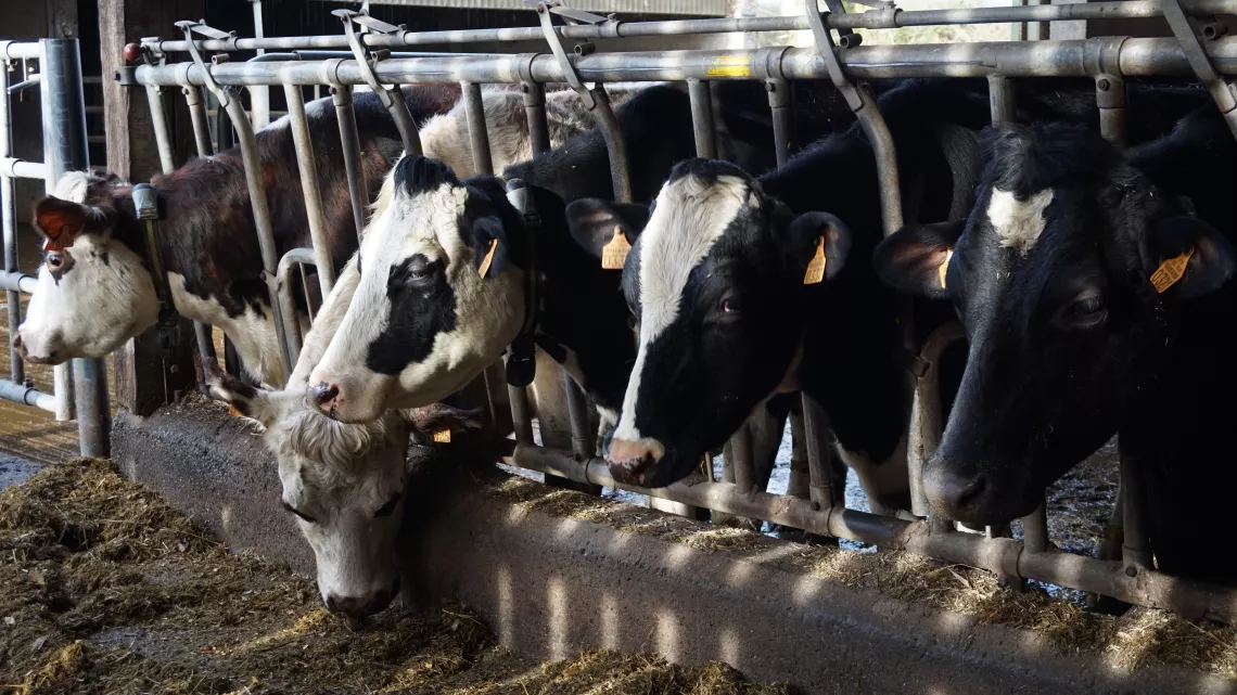 Vaches