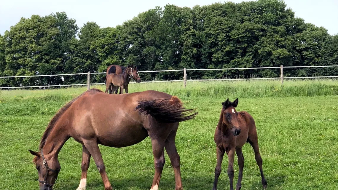 chevaux 
