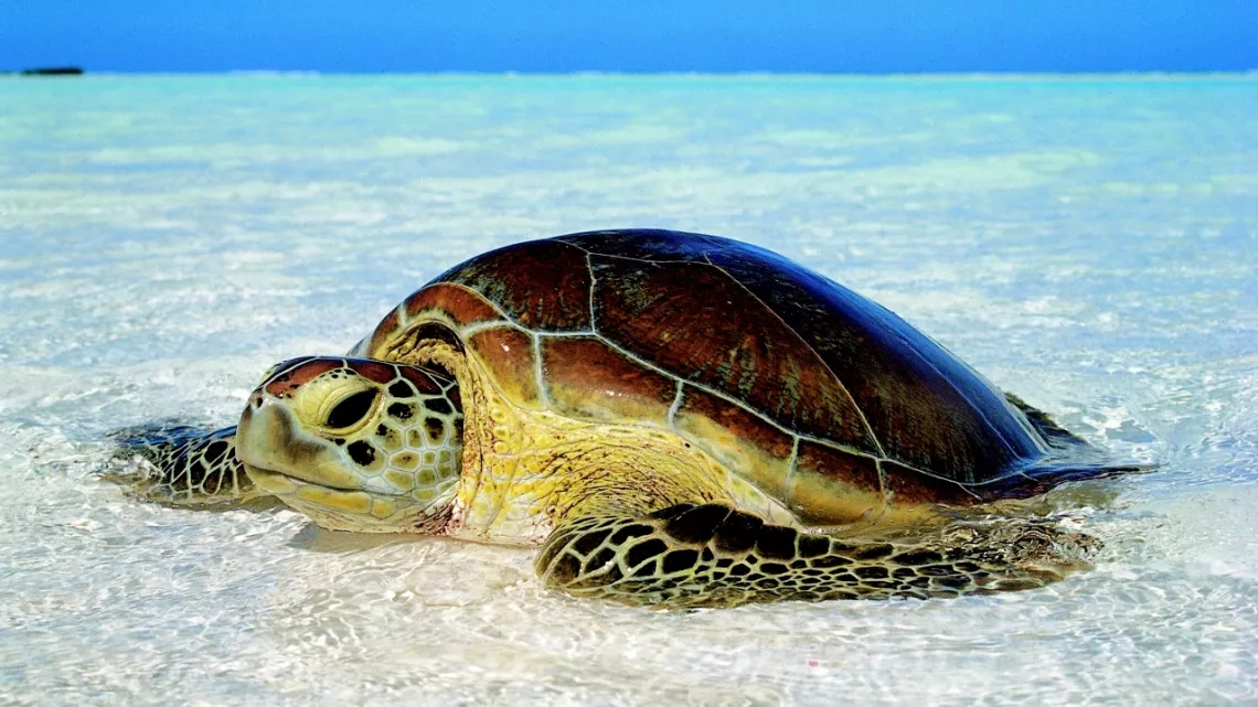 ARCHIPELS : QUAND LES BALEINES ET TORTUES NOUS MONTRENT LE CHEMIN
