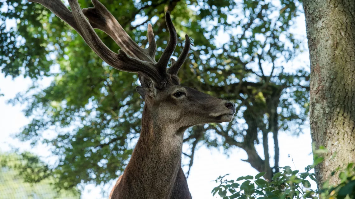 MEURTRES DANS LE MORVAN